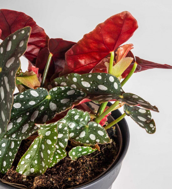 Begónie koralová, Begonia maculata, průměr květináče 13 - 15 cm-23754