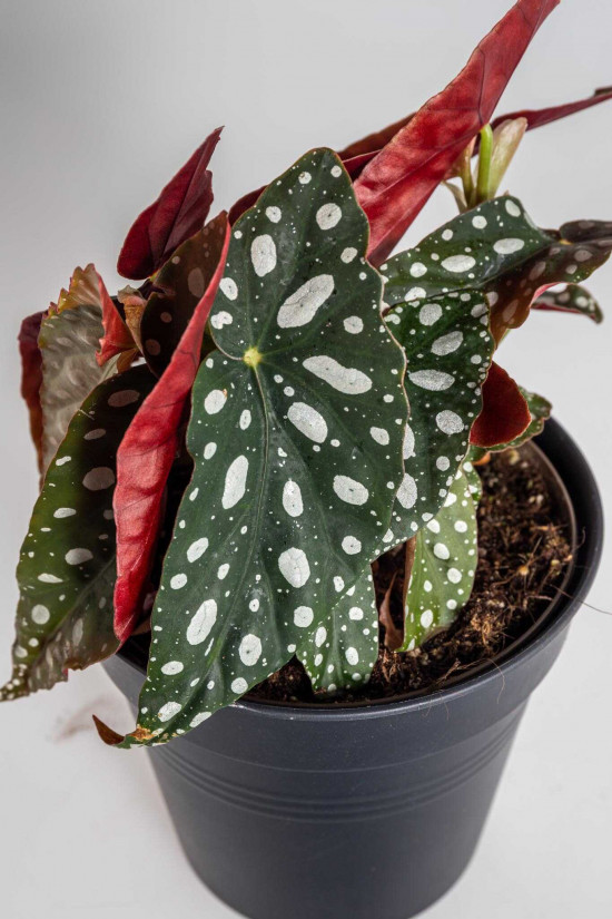 Begónie koralová, Begonia maculata, průměr květináče 13 - 15 cm-23755