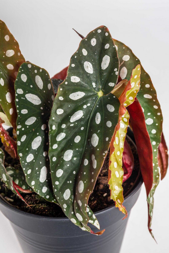Begónie koralová, Begonia maculata, průměr květináče 13 - 15 cm-23756