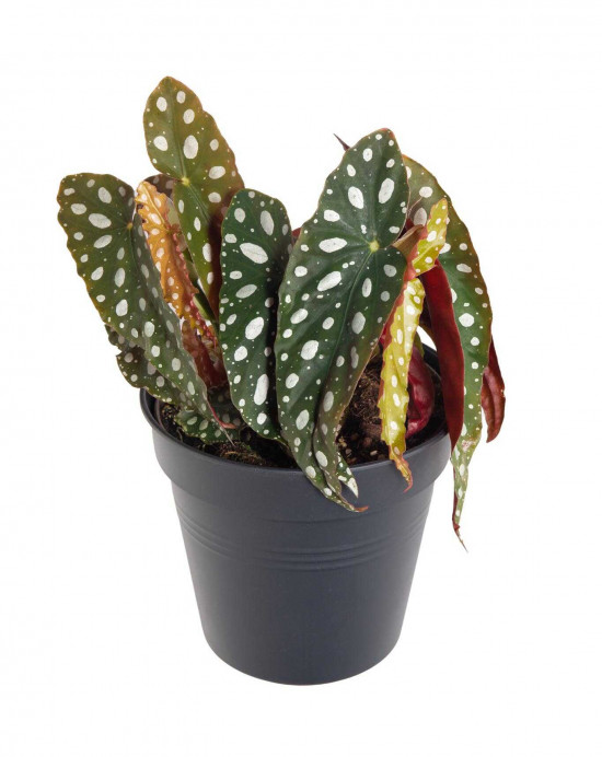 Begónie koralová, Begonia maculata, průměr květináče 13 - 15 cm-23757