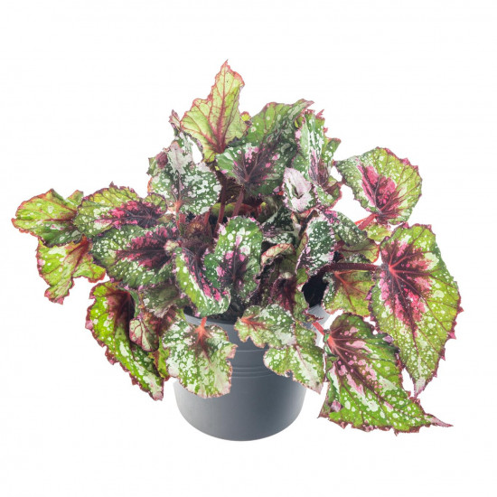 Begónie královská, Begonia Beleaf Alaska Creek, průměr květináče 12 cm-7220