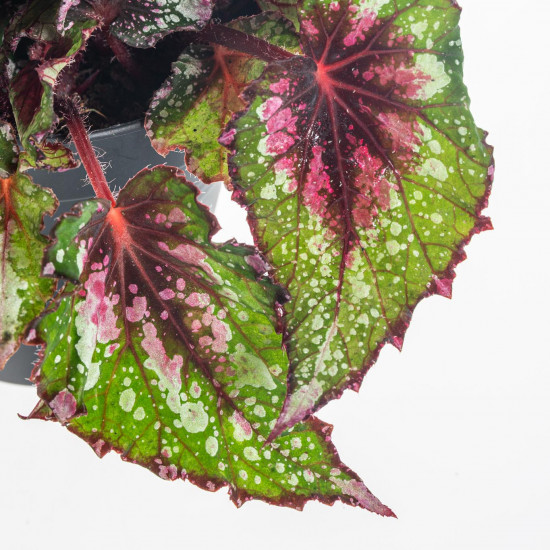 Begónie královská, Begonia Beleaf Alaska Creek, průměr květináče 12 cm-7221