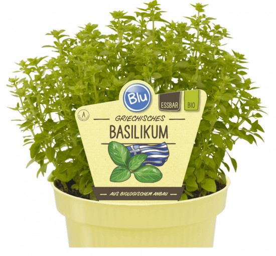 Bio Bazalka řecká, Ocimum basilicum var. minimum, v květináči