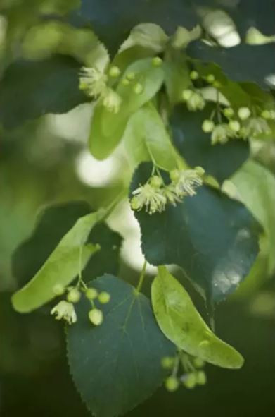 BIO bylinný čaj, Sonnentor Lípa květ, Tilia spp., sypaný, 35 g-26498