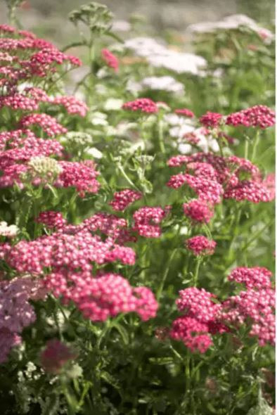 BIO bylinný čaj, Sonnentor Řebříček, Achillea millefolium, sypaný, 50 g-22602