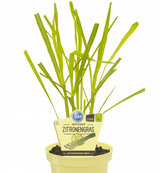 Bio Citrónová tráva, Cymbopogon citratus, v květináči