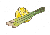 Bio Citrónová tráva, Cymbopogon citratus, v květináči-2522