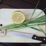 Bio Citrónová tráva, Cymbopogon citratus, v květináči-2523