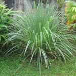 Bio Citrónová tráva, Cymbopogon citratus, v květináči-2524