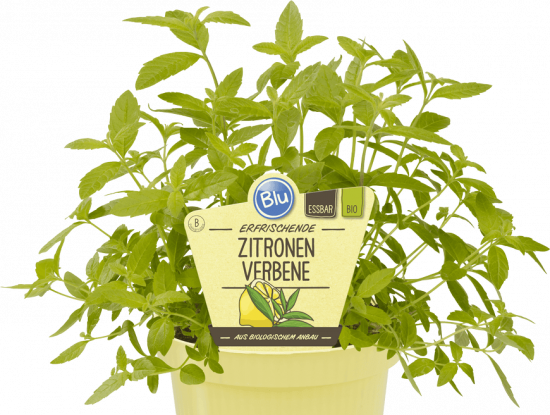 Bio Citronová verbena, Lippia citriodora, v květináči