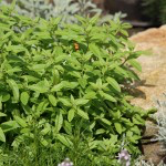 Bio Citronová verbena, Lippia citriodora, v květináči-2363