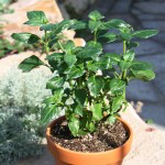 Bio Houbová bylinka, Rungia klossii, v květináči-2557