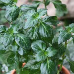 Bio Houbová bylinka, Rungia klossii, v květináči-2559