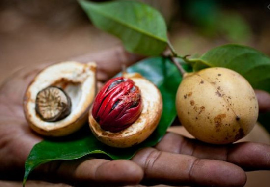 BIO koření, Sonnentor Muškátový oříšek celý, Myristica fragrans, krabička, 25 g-5617
