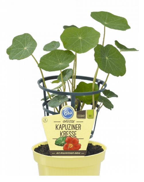 Bio Lichořeřišnice, Tropaeolum majus, v květináči