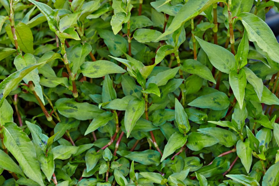 Bio Limeta kafrová, Citrus hystrix, v květináči-5633