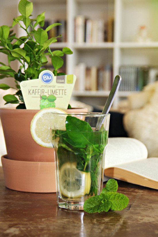 Bio Limeta kafrová, Citrus hystrix, v květináči-5634