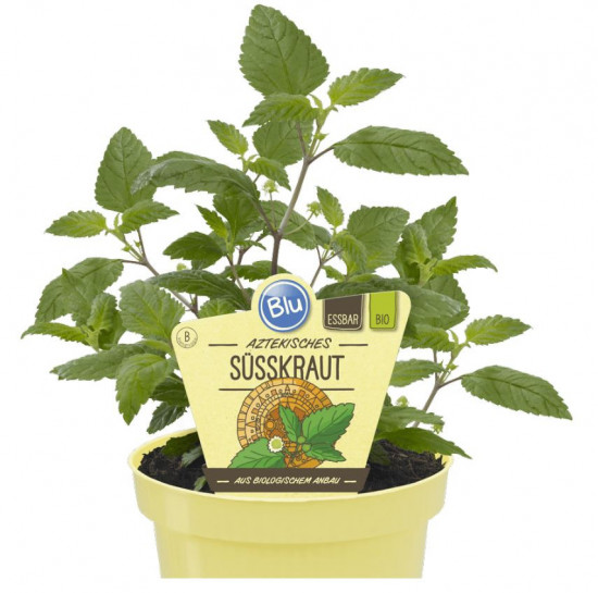 Bio Lipie sladká (aztécký cukr), Lippia dulcis, v květináči