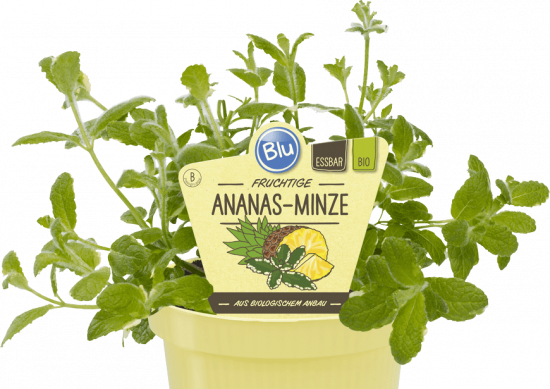 Bio Máta ananasová, Mentha suaveolens Variegata, v květináči
