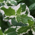 Bio Máta ananasová, Mentha suaveolens Variegata, v květináči-2535