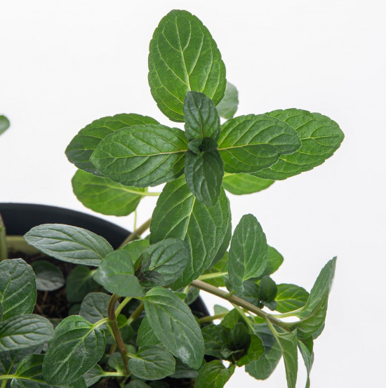 Bio Máta čokoládová, Mentha piperita, v květináči-7883