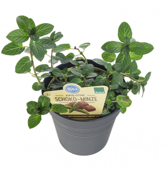Bio Máta čokoládová, Mentha piperita, v květináči-7884