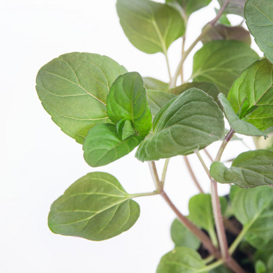 Bio Máta grepová, Mentha suaveolens x piperita, v květináči-8124