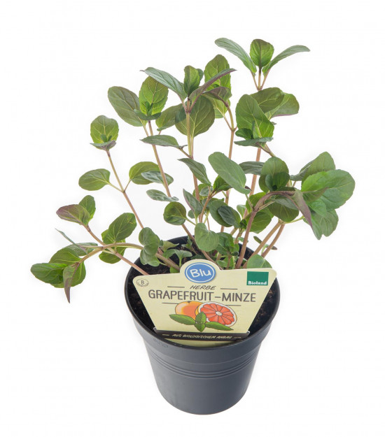 Bio Máta grepová, Mentha suaveolens x piperita, v květináči-8125
