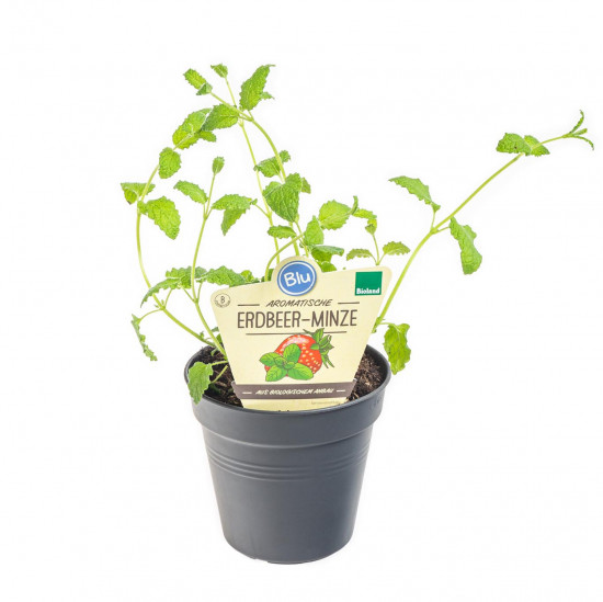 Bio Máta jahodová, Mentha species, v květináči
