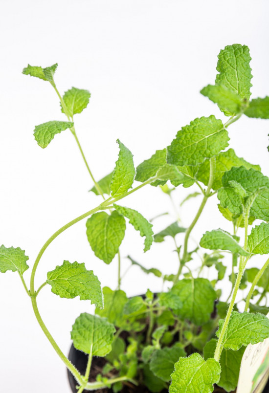 Bio Máta jahodová, Mentha species, v květináči-8926