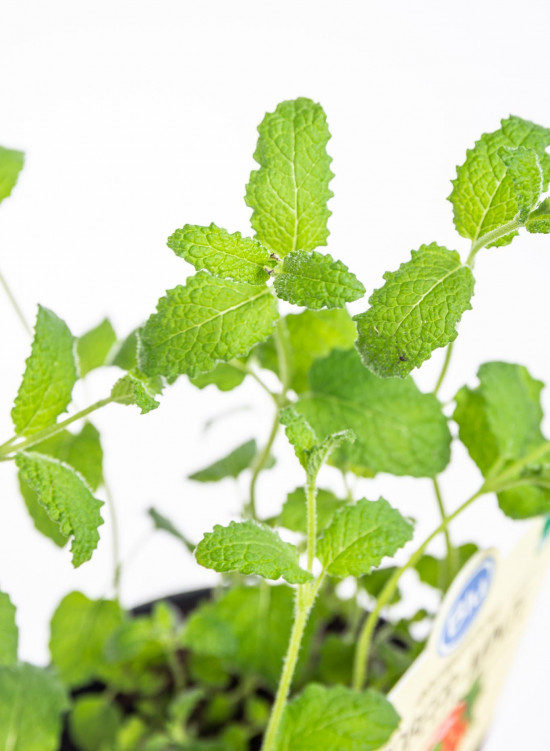 Bio Máta jahodová, Mentha species, v květináči-8927
