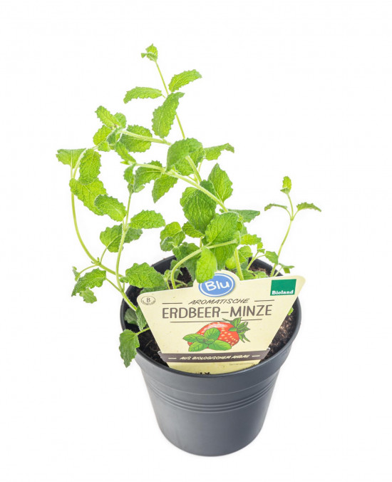 Bio Máta jahodová, Mentha species, v květináči-8928