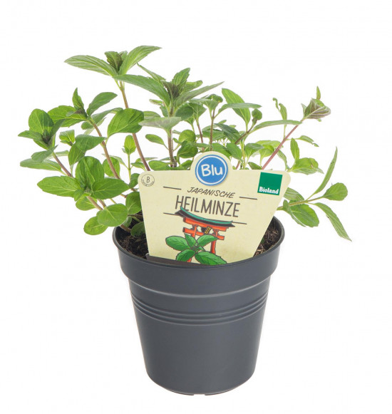Bio Máta japonská léčivá, Mentha arvensis, v květináči
