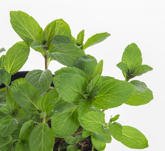 Bio Máta japonská léčivá, Mentha arvensis, v květináči-7861
