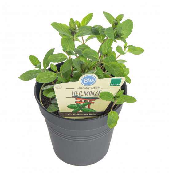 Bio Máta japonská léčivá, Mentha arvensis, v květináči-7862