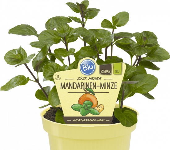 Bio Máta mandarinková, Mentha piperita Tachi, v květináči