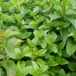 Bio Máta mandarinková, Mentha piperita Tachi, v květináči-2532