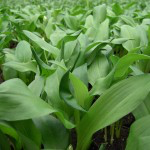 Bio Medvědí česnek divoký, Allium ursinum, v květináči-2353