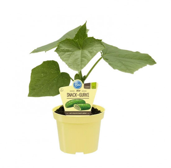 Bio okurka Lunchbox svačinková, Cucumis sativus, v květináči