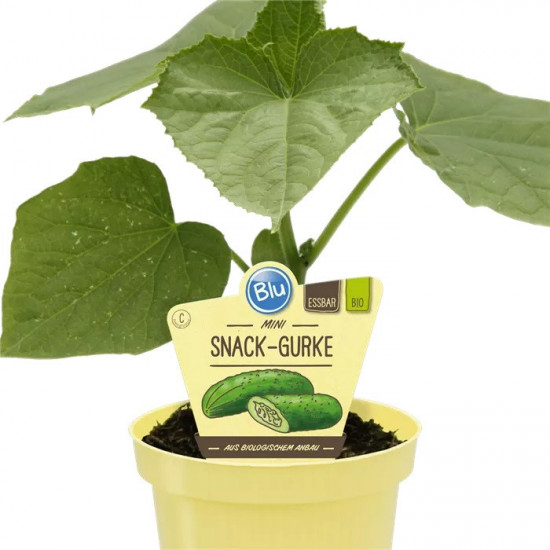 Bio okurka Lunchbox svačinková, Cucumis sativus, v květináči-27445