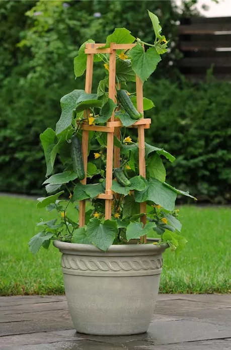 Bio okurka Lunchbox svačinková, Cucumis sativus, v květináči-27446