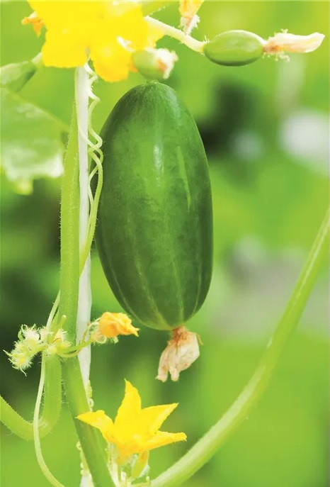 Bio okurka Lunchbox svačinková, Cucumis sativus, v květináči-27447