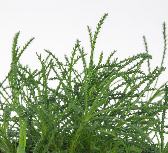 Bio Olivová bylinka, Santolina viridis, v květináči-7623