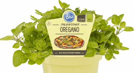 Bio Oregáno neboli Dobromysl, Origanum vulgare, v květináči