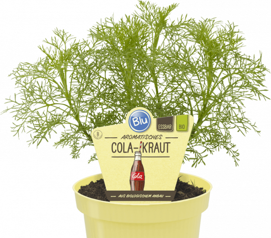 Bio Pelyněk Coca - Cola, Artemisia abrotanum, v květináči