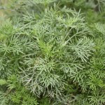 Bio Pelyněk Coca - Cola, Artemisia abrotanum, v květináči-2594