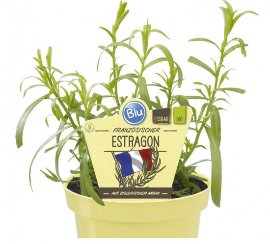 Bio Pelyněk estragon, Artemisia dracunculus, v květináči