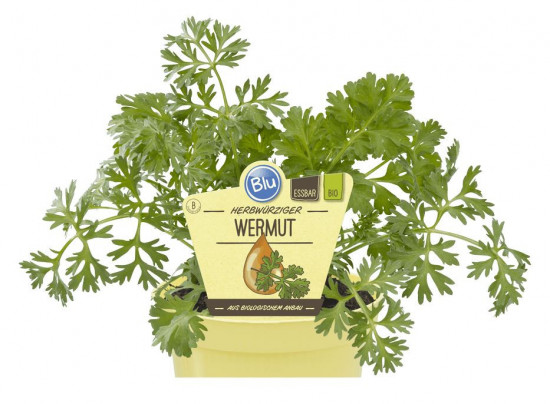 Bio Pelyněk pravý, Artemisia absinthium wermut, v květináči