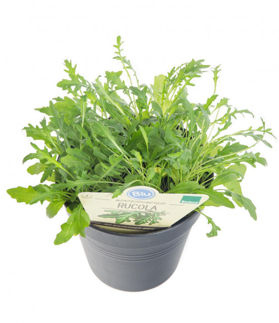 Bio Rukola tenkolistá, Diplotaxis tenuifolia, v květináči-8170