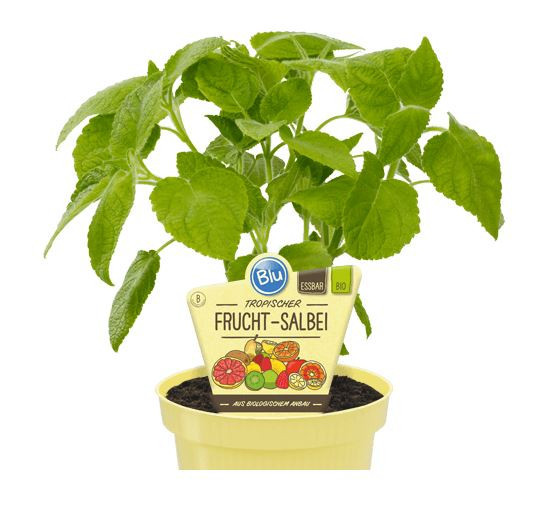 Bio Šalvěj ovocná, Salvia dorisiana, v květináči